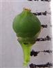  Pistil